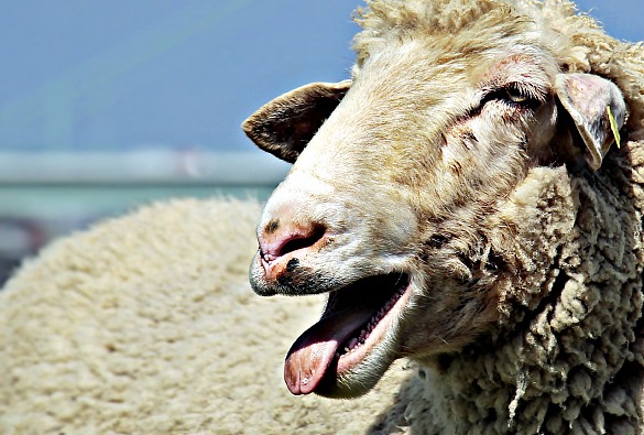 Bild zeigt ein Schaf.