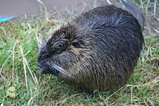 Bild zeigt ein Nutria