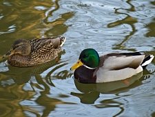 Bild zeigt  zwei Enten auf  dem Wasser