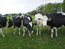 Bild zeigt Rinder auf der Wiese
