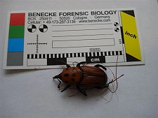 Bild vom Schädling der Palmen