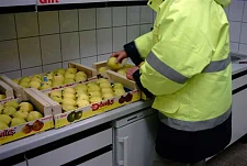 Bild zeigt die Beschau von Äpfeln