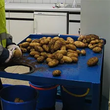 Bild zeigt wie eine Schnittprobe an einer Kartoffel gemacht wird.