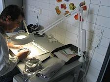 Durch die Lupe wird das Saatgut betrachtet.