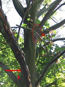 Bild zeigt kranken Baum