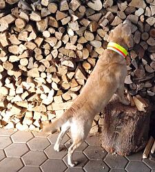 Bild zeigt Hund Otto bei der Kontrolle von Brennholz