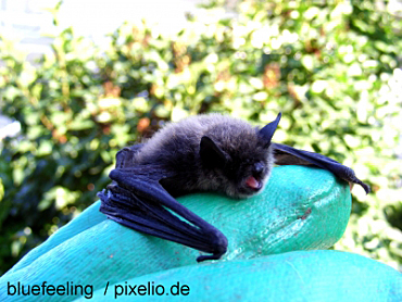 Das Bild zeigt eine Fledermaus