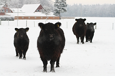 Bild zeigt Galloways im Schnee