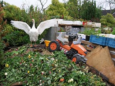 Mangelhafte Gänsehaltung