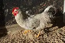 Bild zeigt einen Hahn