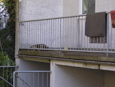 Haltung eines Hundes auf einem Balkon