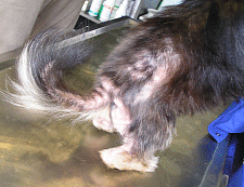 Haarausfall eines Hundes durch Flohbefall 