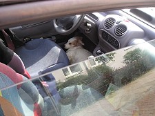 Hund in der Hitze im Auto