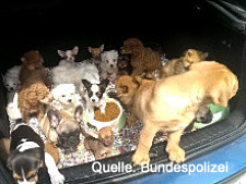 Bild zeigt  Hundewelpen im Kofferraum