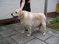 Hier ist ein überfütterter Hund zu sehen