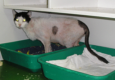 Haarausfall wegen massiven Flohbefalls einer Katze aus verwahrloster Haltung