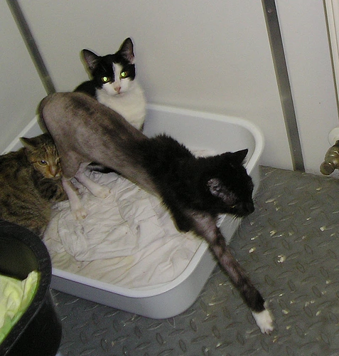 Noch eine Katze mit Haarausfall wegen Flohbefall