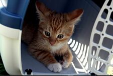 Bild zeigt eine Katze in der Transportbox