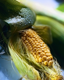Bild von einem Maiskolben