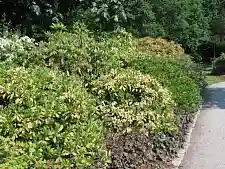 Bild zeigt Netzwanzenschäden an einer Rhododendronpflanze