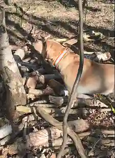 Bild zeigt Hund Otto beim Monitoring