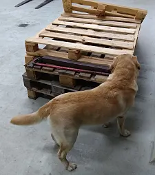 Bild zeigt Hund an Paletten