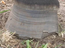 mangehalfte Hufpflege