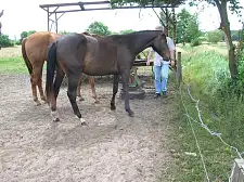 Bild zeigt unsachgemäße Einzäunung einer Pferdeweide