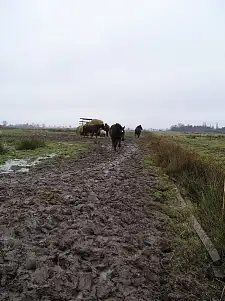 Mangelhafte Winterweidehaltung von Pferden