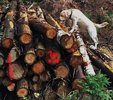 Bild zeigt Hund Otto bei der Stammholzkontrolle