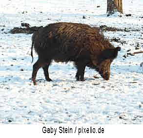 Bild zeigt ein Wildschwein