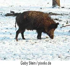 Bild zeigt ein Wildschwein
