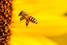 Bild zeigt eine Biene