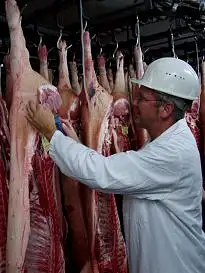 Bild von der amtlichen Fleischbeschau im Schlachthof.