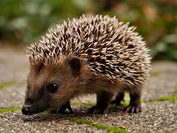 Bild zeigt einen Igel