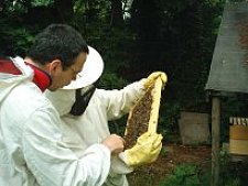 Das Bild zeigt die Kontrolle einer Bienenwabe.