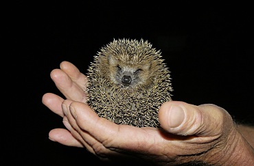 Bild zeigt einen sehr kleinen Igel.