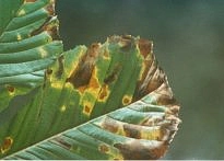 Blatt einer Rosskastanie mit Schäden verursacht durch die Miniermotte. 