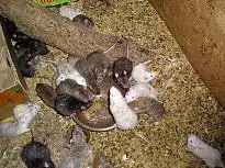 Hier ist das Beispiel einer Rattenhaltung zu sehen