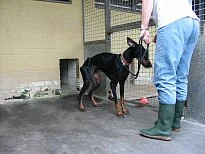 Hier ist ein unterernährter Hund zu sehen