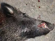 Bild zeigt ein erlegtes Wildschwein