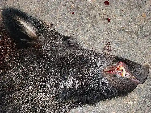 Bild zeigt ein erlegtes Wildschwein
