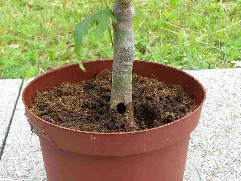 Bohrloch des Citrusbockk&auml;fers