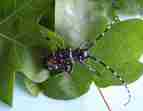 Citrusbockkäfer - der Käfer ist mit 37 Millimetern sehr groß.