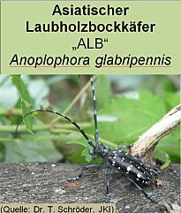 Vorschaubild des Artikels über Anoplophora