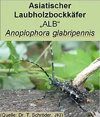 Vorschaubild des Artikels über Anoplophora