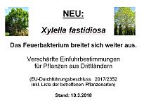 Das Bild zeigt zwei Bäume mit  Xylella fastidiosa