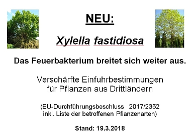 Das Bild zeigt zwei Bäume mit  Xylella fastidiosa