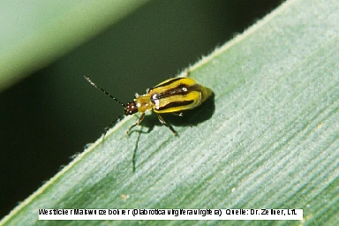 Bild zeigt Broschüre vom Käfer Diabrotica