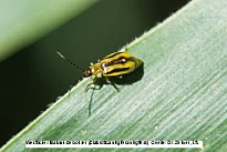 Bild zeigt Broschüre vom Käfer Diabrotica